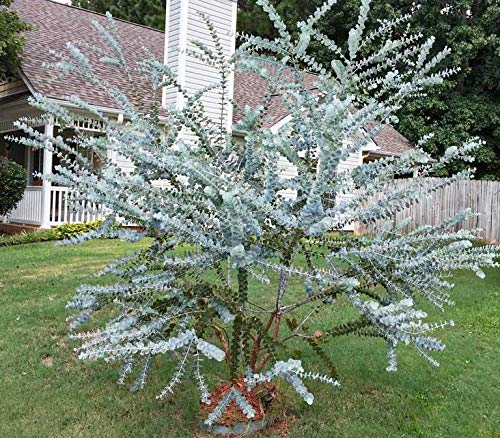 25+ Silver Drop Eucalyptus Seeds - Made in USA. Ships from Iowa. Great as Bonsai or Clip Branches for Floral Arrangements