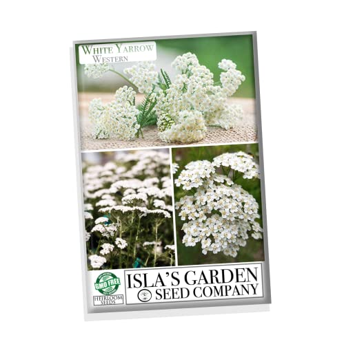 White Yarrow Western Flower Seeds for Planting, 1500+ Seeds Per Packet, (Isla's Garden Seeds), Non GMO & Heirloom Seeds, Botanical Name: Achillea millefolium, Great Home Garden Gift