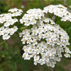 White Yarrow Western Flower Seeds for Planting, 1500+ Seeds Per Packet, (Isla's Garden Seeds), Non GMO & Heirloom Seeds, Botanical Name: Achillea millefolium, Great Home Garden Gift