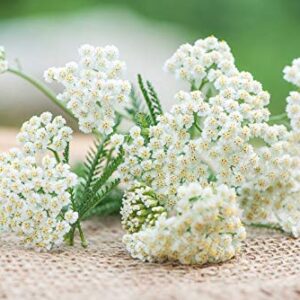 White Yarrow Western Flower Seeds for Planting, 1500+ Seeds Per Packet, (Isla's Garden Seeds), Non GMO & Heirloom Seeds, Botanical Name: Achillea millefolium, Great Home Garden Gift