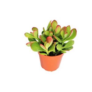 Crassula Ovata (Sunset Jade) -4'' from California Tropicals