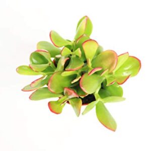 Crassula Ovata (Sunset Jade) -4'' from California Tropicals