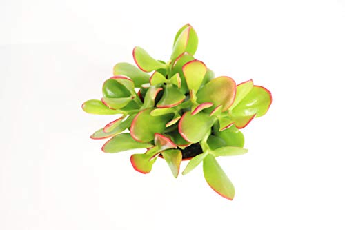 Crassula Ovata (Sunset Jade) -4'' from California Tropicals