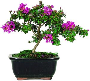 crape myrtle bonsai tree seeds - 20 seeds - exotic bark and flowering bonsai tree seeds