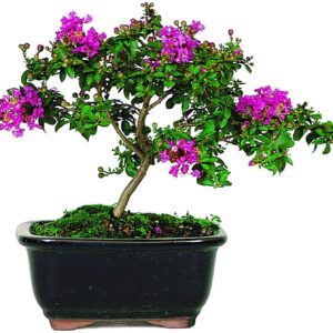 Crape Myrtle Bonsai Tree Seeds - 20 Seeds - Exotic Bark and Flowering Bonsai Tree Seeds