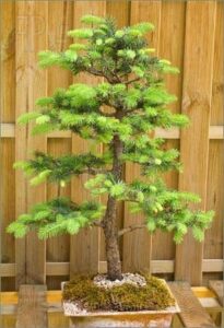 bonsai tree seeds, noble fir | 20+ seeds | highly prized for bonsai, evergreen leaves