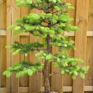 Bonsai Tree Seeds, Noble Fir | 20+ Seeds | Highly Prized for Bonsai, Evergreen Leaves