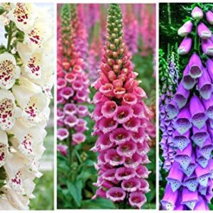 NIKA SEEDS - Flowers Purple Foxglove Digitalis Mix Perennial - 600 Seeds