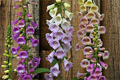 NIKA SEEDS - Flowers Purple Foxglove Digitalis Mix Perennial - 600 Seeds