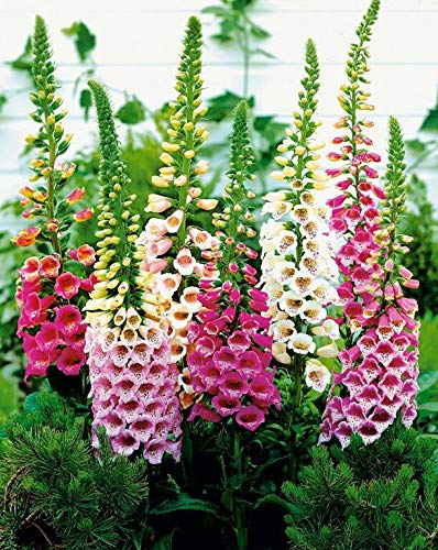 NIKA SEEDS - Flowers Purple Foxglove Digitalis Mix Perennial - 600 Seeds