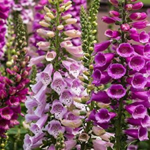 NIKA SEEDS - Flowers Purple Foxglove Digitalis Mix Perennial - 600 Seeds