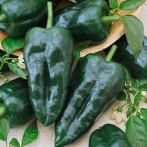 Poblano Ancho Grande Hot Chile Pepper Seeds for Planting, 50+ Heirloom Seeds Per Packet, (Isla's Garden Seeds), Non GMO, Botanical Name: Capsicum annuum, Great Home Garden Gift