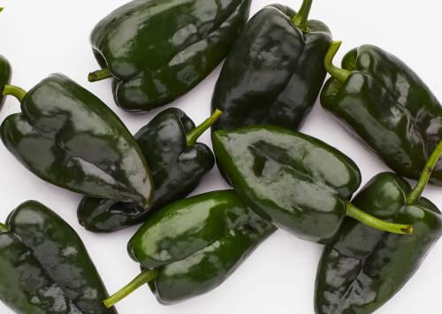 Poblano Ancho Grande Hot Chile Pepper Seeds for Planting, 50+ Heirloom Seeds Per Packet, (Isla's Garden Seeds), Non GMO, Botanical Name: Capsicum annuum, Great Home Garden Gift