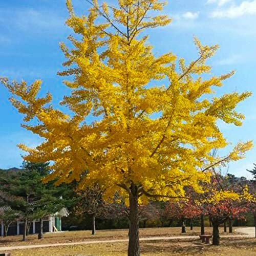 Bonsai Ginko Biloba Tree Seeds to Plant - 5 Seeds - Edible Leaves Promote Memory and Vigor - Gingko Seeds