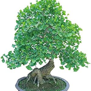 Bonsai Ginko Biloba Tree Seeds to Plant - 5 Seeds - Edible Leaves Promote Memory and Vigor - Gingko Seeds