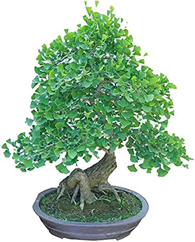 Bonsai Ginko Biloba Tree Seeds to Plant - 5 Seeds - Edible Leaves Promote Memory and Vigor - Gingko Seeds