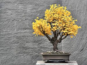 bonsai ginko biloba tree seeds to plant - 5 seeds - edible leaves promote memory and vigor - gingko seeds
