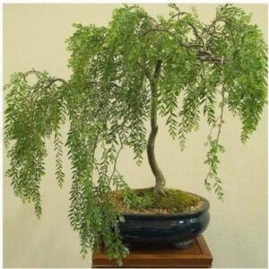 tree plant - bonsai tree, australian willow tree cutting, thick trunk, fastest growing bonsai