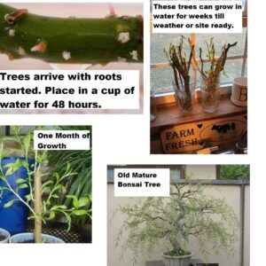 Tree Plant - Bonsai Tree, Australian Willow Tree Cutting, Thick Trunk, Fastest Growing Bonsai