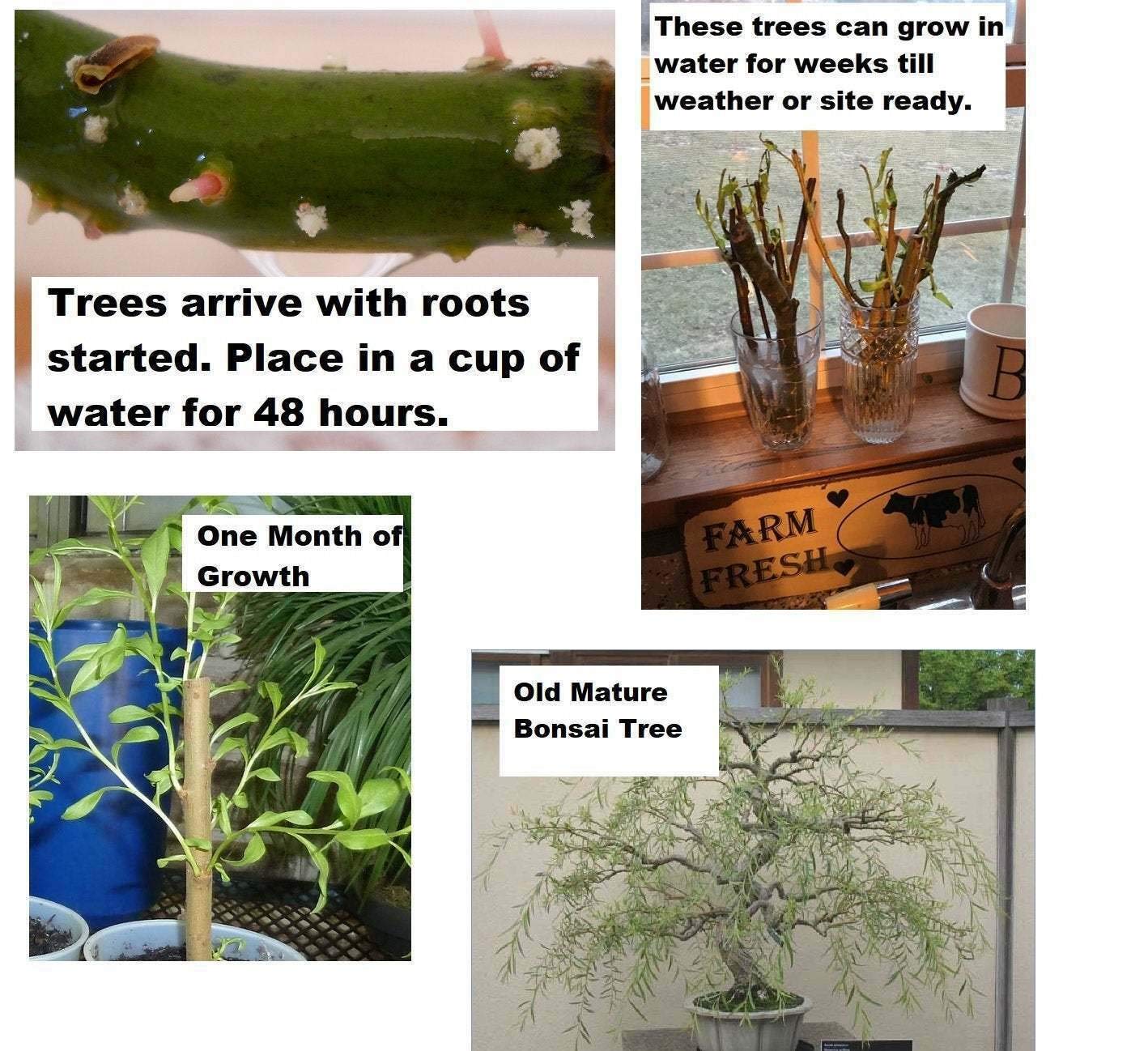 Tree Plant - Bonsai Tree, Australian Willow Tree Cutting, Thick Trunk, Fastest Growing Bonsai