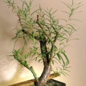 Tree Plant - Bonsai Tree, Australian Willow Tree Cutting, Thick Trunk, Fastest Growing Bonsai