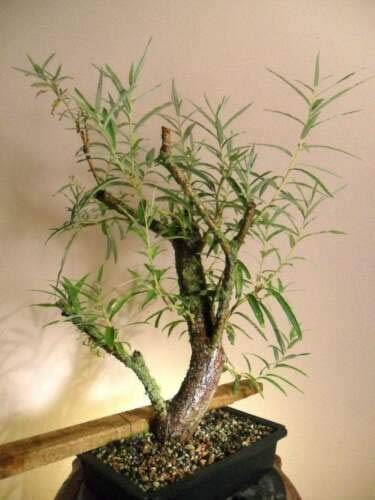 Tree Plant - Bonsai Tree, Australian Willow Tree Cutting, Thick Trunk, Fastest Growing Bonsai