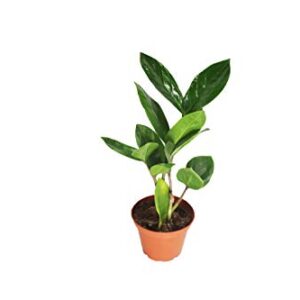 ZZ Plant - 2" from California Tropicals