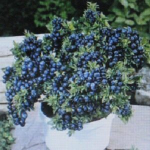 Dwarf - Top Hat - Loads of Fruit - Beautiful in Containers - Bonsai Specimen tyn3sw (100 Seeds)