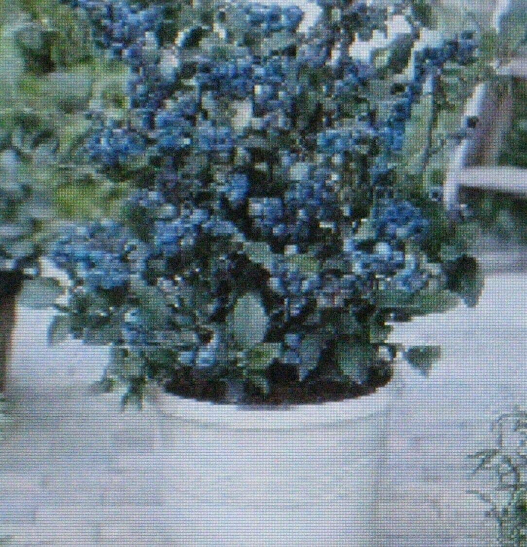 Dwarf - Top Hat - Loads of Fruit - Beautiful in Containers - Bonsai Specimen tyn3sw (100 Seeds)