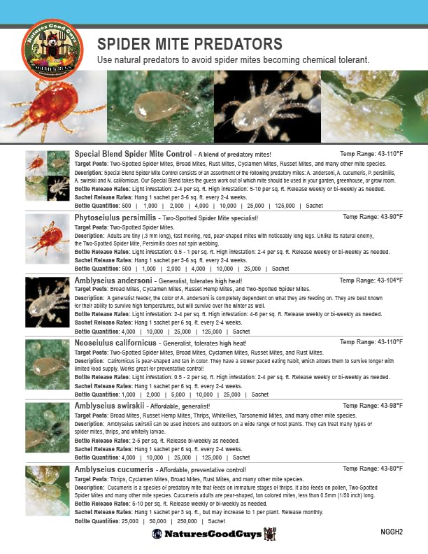 Natures Good Guys - Amblyseius swirskii (10 Sachets with 250 Mites)