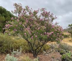 Desert Willow Tree Seeds - 25+ Seeds to Grow - Beautiful Flowering Willow Tree