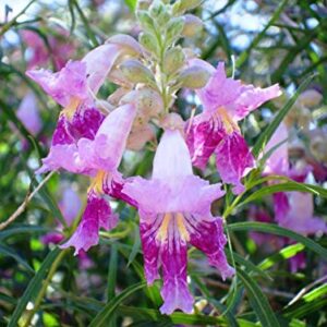 Desert Willow Tree Seeds - 25+ Seeds to Grow - Beautiful Flowering Willow Tree