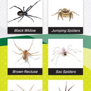 RESCUE! Spider Traps – Catches Brown Recluse, Hobo Spiders, Black Widows & Wolf Spiders - 4 Pack (12 Traps)