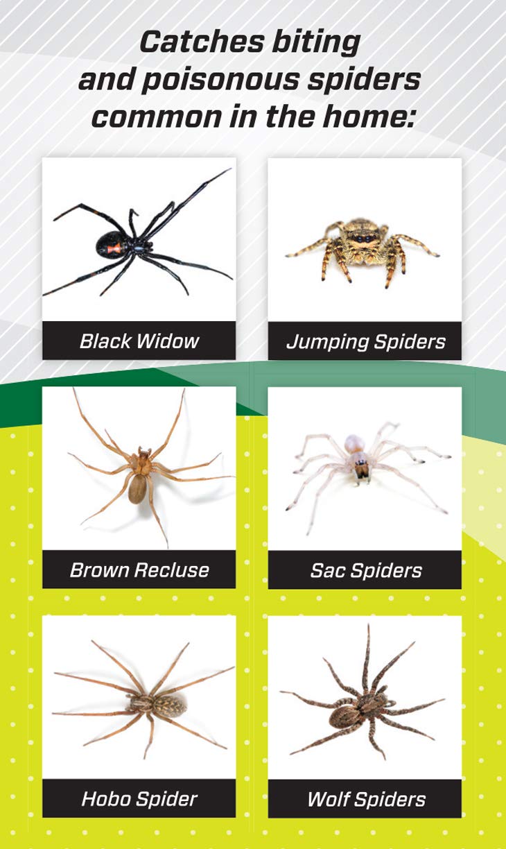 RESCUE! Spider Traps – Catches Brown Recluse, Hobo Spiders, Black Widows & Wolf Spiders - 4 Pack (12 Traps)