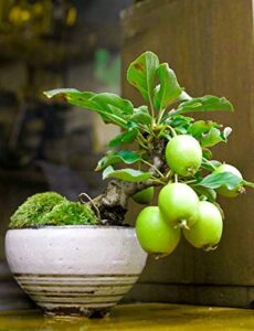 guava fruit bonsai tree seeds - 50 seeds to grow - exotic and delicious tropical fruit. great for live indoor bonsai tree - fruit seed for sewing