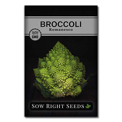 Sow Right Seeds - Romanesco Broccoli Seeds for Planting - Non-GMO Heirloom Packet with Instructions to Plant an Outdoor Home Vegetable Garden - Great for Salads - Abundant Harvest - Cold Hardy (1)