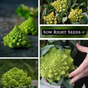 Sow Right Seeds - Romanesco Broccoli Seeds for Planting - Non-GMO Heirloom Packet with Instructions to Plant an Outdoor Home Vegetable Garden - Great for Salads - Abundant Harvest - Cold Hardy (1)