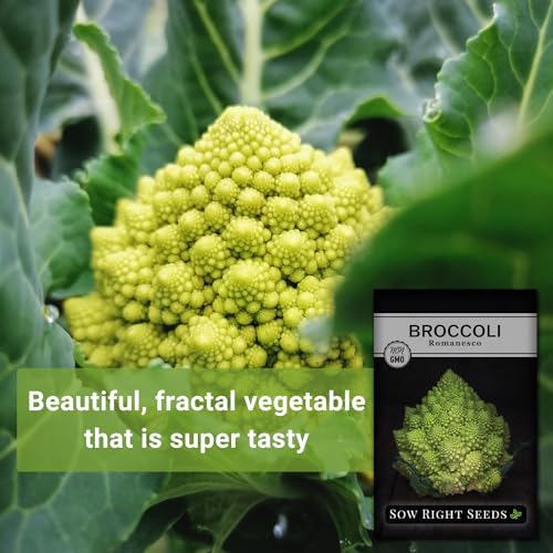 Sow Right Seeds - Romanesco Broccoli Seeds for Planting - Non-GMO Heirloom Packet with Instructions to Plant an Outdoor Home Vegetable Garden - Great for Salads - Abundant Harvest - Cold Hardy (1)