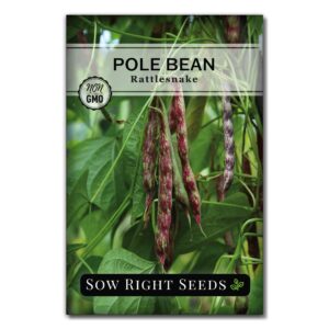 sow right seeds - rattlesnake pole bean seeds for planting - non-gmo heirloom packet with instructions to plant an outdoor home vegetable garden - stringless variety - tender with purple streaks (1)