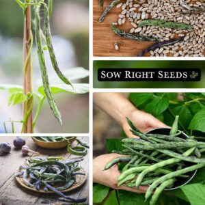 Sow Right Seeds - Rattlesnake Pole Bean Seeds for Planting - Non-GMO Heirloom Packet with Instructions to Plant an Outdoor Home Vegetable Garden - Stringless Variety - Tender with Purple Streaks (1)
