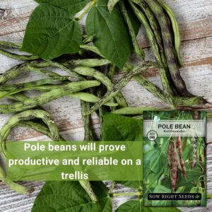 Sow Right Seeds - Rattlesnake Pole Bean Seeds for Planting - Non-GMO Heirloom Packet with Instructions to Plant an Outdoor Home Vegetable Garden - Stringless Variety - Tender with Purple Streaks (1)