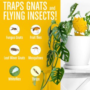 Fruit Fly Traps Indoor (Shapes, 24-Pack), Yellow Sticky Traps for Gnats, Gnat Killer for Indoor - Fruit Fly Trap for Kitchen - Fungus Gnat Traps House Plants, Yellow Sticky Fly Traps