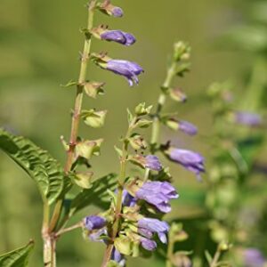 Blue Skullcap (Scutellaria lateriflora) Seeds - Pack of 450, Non-GMO, Open Pollinated, Untreated Herb Seeds for Planting – from USA