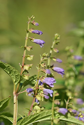 Blue Skullcap (Scutellaria lateriflora) Seeds - Pack of 450, Non-GMO, Open Pollinated, Untreated Herb Seeds for Planting – from USA