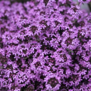 100 pcs/bag creeping thyme bonsai or multi-color rock cress plant - perennial flower flores ground cover flower garden - (color: 3)