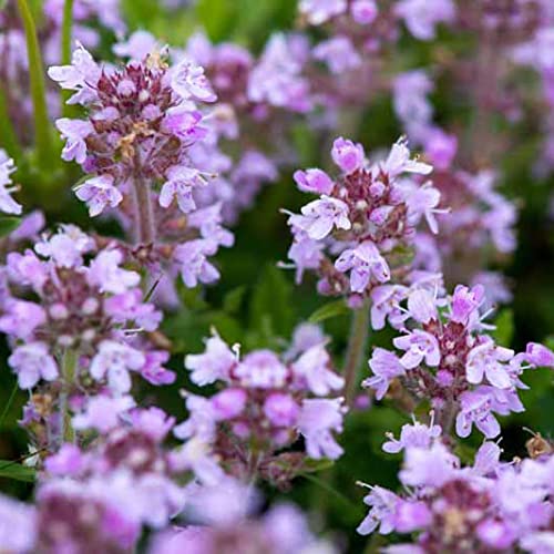 100 pcs/Bag Creeping Thyme Bonsai or Multi-Color Rock CRESS Plant - Perennial Flower Flores Ground Cover Flower Garden - (Color: 3)