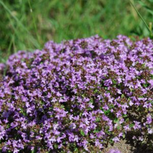 100 pcs/Bag Creeping Thyme Bonsai or Multi-Color Rock CRESS Plant - Perennial Flower Flores Ground Cover Flower Garden - (Color: 3)