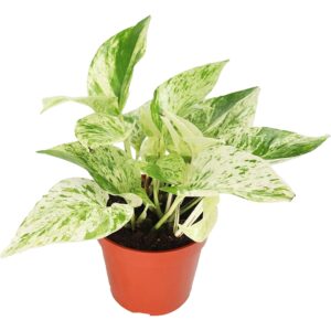 california tropicals pothos snow queen - 4" live plant - variegated white and green leaves - easy to care for - perfect for indoor and outdoor home decor, office, and gift - pot included
