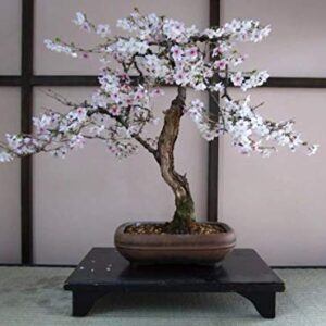 Bonsai Seed Bundle #3 - Japanese Red Maple, Black Cherry, Tree of Life Seeds Bundle Ships from Iowa, USA