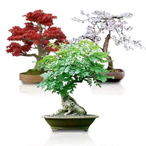 bonsai seed bundle #3 - japanese red maple, black cherry, tree of life seeds bundle ships from iowa, usa
